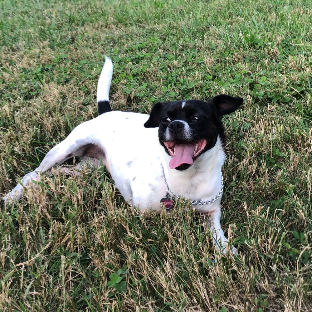 Meet your Posher, Piper
